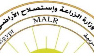 لاختيار أفضل أصناف البطاطس.. اتحاد المصدرين ينفذ 50 حقلا إرشاديا وتجريبيا