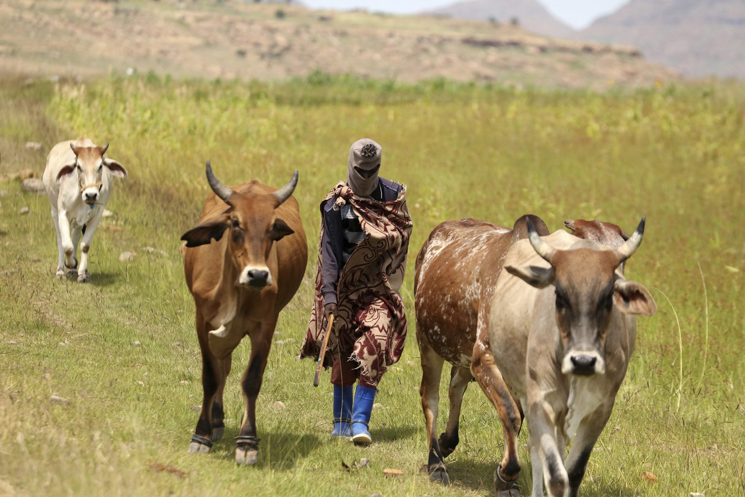 تفشي الحمى القلاعية بجنوب أفريقيا وسط مخاوف المزارعين