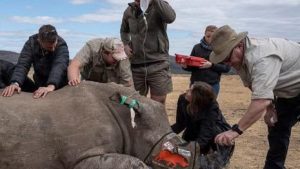 جامعة بجنوب أفريقيا تطلق مشروعا لحماية وحيد القرن من الصيد الجائر والتهريب