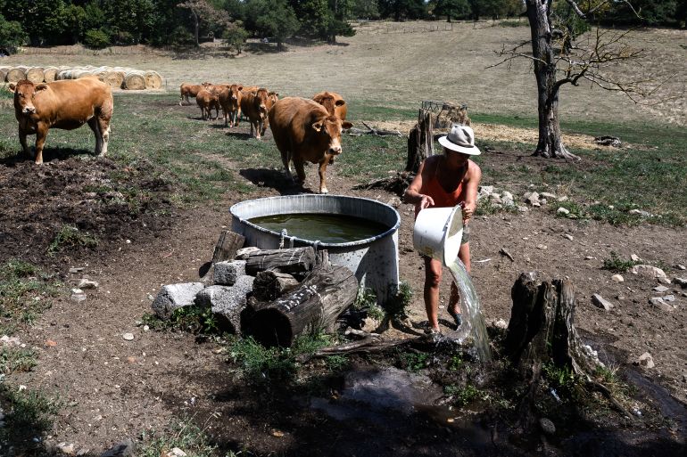 A farmer takes care of Limousin cows as they graze near a farm in Brignais, central-eastern France, on August 12, 2025, as France continues to suffocate under an exceptional heatwave that has placed 14 departments on red alert and prompted authorities to step up precautionary measures. (Photo by JEAN-PHILIPPE KSIAZEK / AFP)