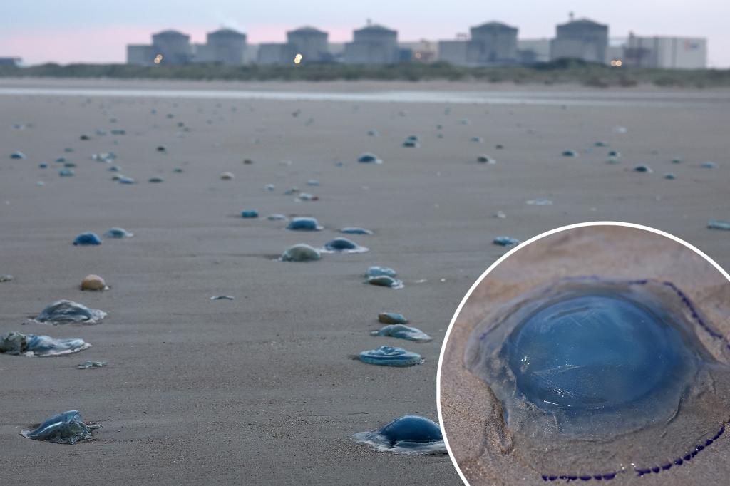 قوى سرب قنديل البحر إغلاق محطة الطاقة النووية الفرنسية