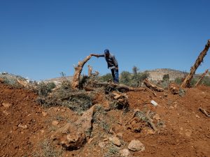 إسرائيل حاصرت قرية فلسطينية واقتلعت 10 آلاف شجرة زيتون