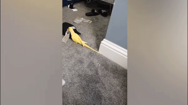 ببغاء يساعد الشرطة البريطانية في سجن المخدرات مع عبارات محاكاة