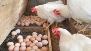 تعاود الانخفاض.. أسعار كرتونة البيض اليوم السبت بالأسواق