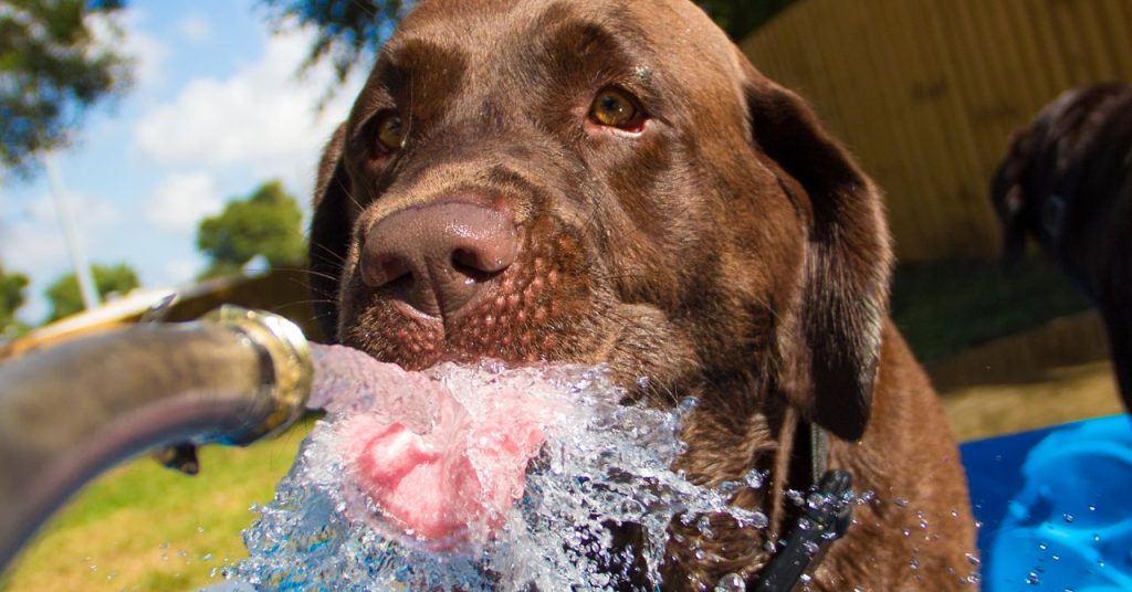 ما هو العطش؟ | سلكية