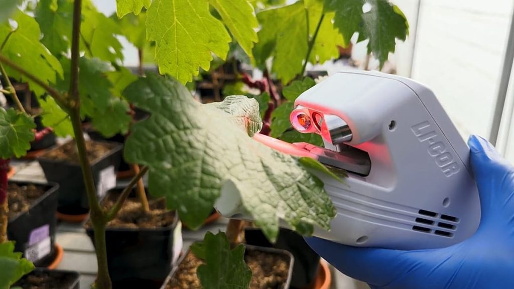 القدرة المتزايدة على الصمود: كيف تساعد التكنولوجيا الحيوية الفرنسية المحاصيل على توفير المياه في جميع أنحاء العالم