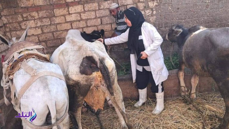 بيطري الغربية: تحصين 61 ألف رأس ماشية ضد الجلد العقدي للأبقار وطاعون المجترات الصغيرة