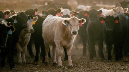 أسعار لحوم البقر تتجه إلى 10 دولارات للرطل بحلول عام 2026، حسبما يحذر الرئيس التنفيذي للصناعة المستهلكين
