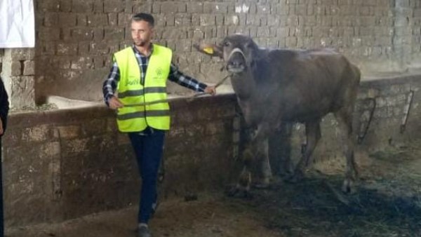 تسليم 3824 رأس ماشية للأسر الأولى بالرعاية في قرى ومراكز الأقصر تسليم 3824 رأس ماشية للأسر الأولى بالرعاية في قرى ومراكز الأقصر