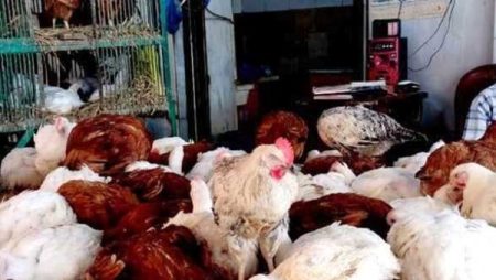 أسعار الدواجن في أسواق أسوان اليوم الأحد 9-11-2025