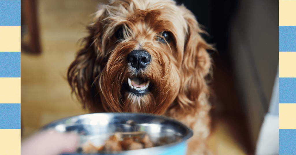 كيفية جعل قطتك أو كلبك يفقد الوزن – رأي الخبراء (2025)