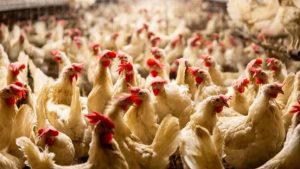 حقيقة انتشار الدواجن السردة في الأسواق.. الشعبة تحذر والزراعة تنفي | تفاصيل