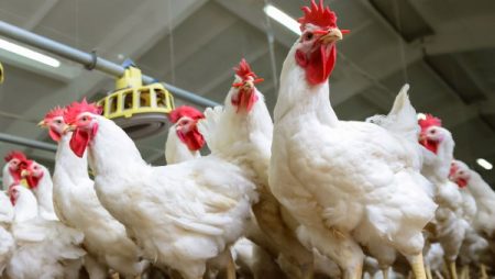 كيلو الفراخ بـ 61 جنيه .. ومفاجأة في أسعار البانيه والبيض | تفاصيل