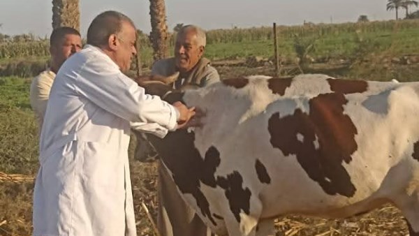 تحصين 167 ألف رأس ماشية ضد الوادي المتصدع والحمى القلاعية بالمنيا