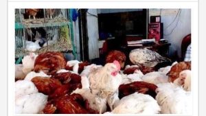 أسعار الدواجن في أسوان اليوم الخميس 11-12-2025