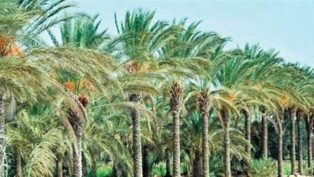 موجز أخبار الوادي الجديد.. الانتهاء من حصر زراعات النخيل.. والتضامن تحرر 103 أسر من قيود الديون