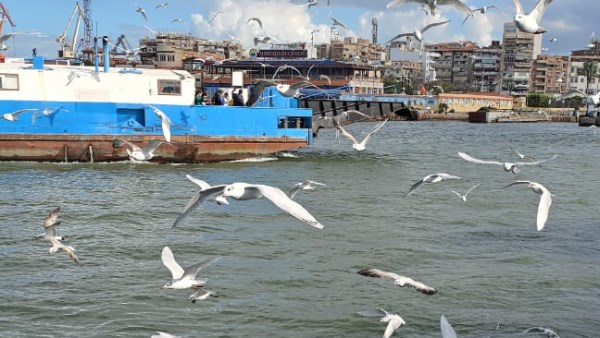 طيور النورس تداعب الأطفال والزوار مستقلي معديات القناة من بورسعيد لبورفؤاد| شاهد