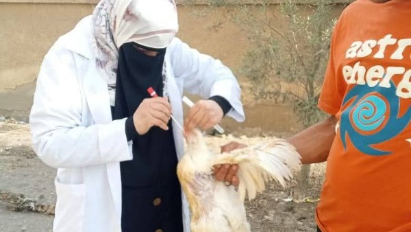 بيطري الشرقية يحصن 142 ألف طائر ضد إنفلونزا الطيور والأمراض الوبائية