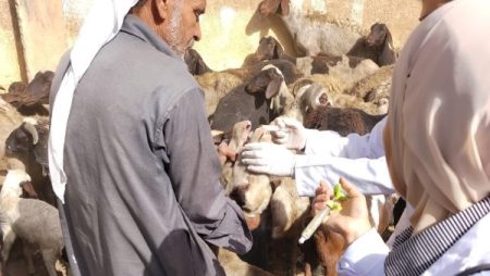 الزراعة تنفذ 177 قافلة بيطرية مجانية في 172 قرية خلال شهر نوفمبر