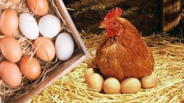 عاودت الانخفاض.. تراجع سعر كرتونة البيض اليوم السبت بالبورصة والأسواق