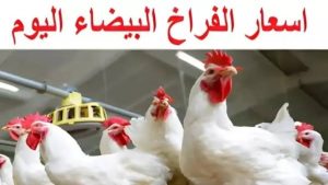 أسعار الفراخ اليوم الإثنين 15 ديسمبر 2025