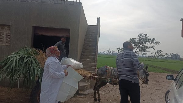 الدقهلية: تحصين 256 ألف رأس ماشية في الحملة القومية للتحصين ضد الحمى القلاعية