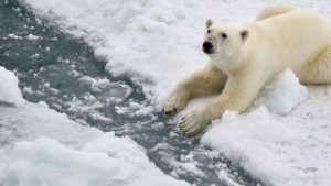 دراسة: تغييرات جينية تمنح الدببة القطبية فرصة للتكيف مع تغير المناخ