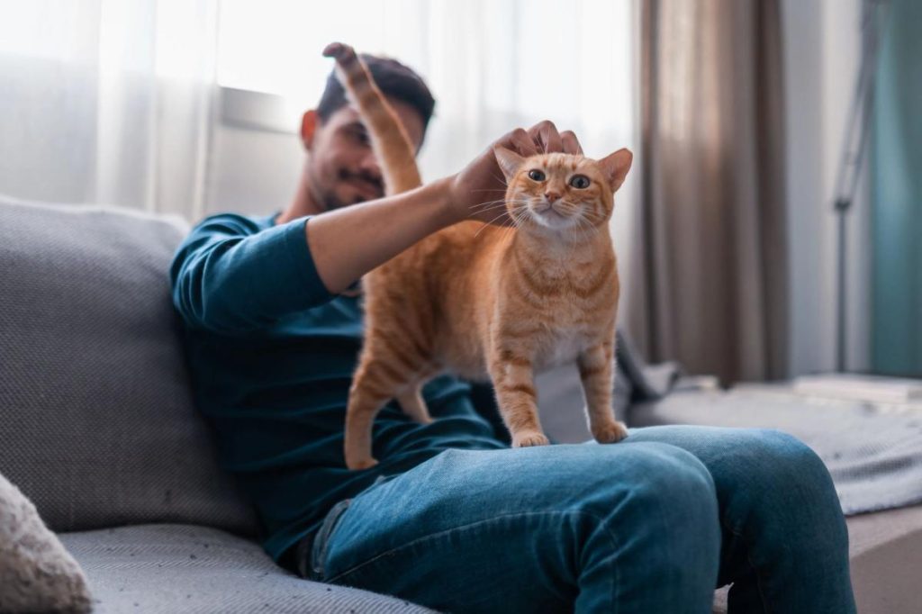 عزيزتي آبي: كذب صديقي بشأن الاعتناء بقطتي أثناء غيابي