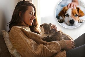 أهم التغييرات السلوكية التي تقلق أصحاب الحيوانات الأليفة أكثر من غيرها: الاستطلاع