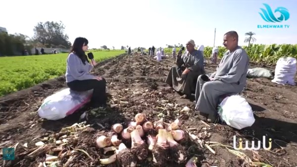 من قلب الأرض إلى مائدة المصريين.. ماجدة المهدي توثق رحلة زراعة القلقاس في حلقة استثنائية