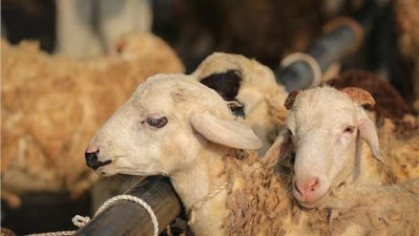 حكم صعق الحيوان قبل نحره.. عالم بالأزهر: لا تحل فى هذه الحالة