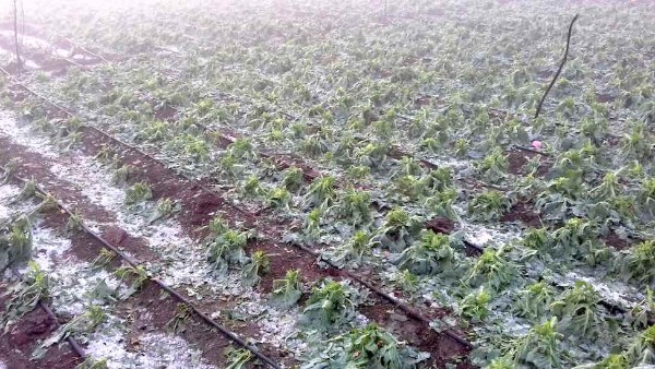 انخفاض ملحوظ في درجات الحرارة.. وتحذيرات للمزارعين من تأثيرات الصقيع