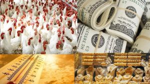 توك شو.. مفاجأة بشأن أسعار الدواجن والذهب والدولار.. وحالة الطقس اليوم