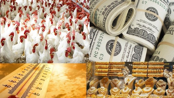 توك شو.. مفاجأة بشأن أسعار الدواجن والذهب والدولار.. وحالة الطقس اليوم