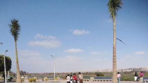 المنيا.. تجميل وتشجير كورنيش النيل بالنخيل الملكي والمساحات الخضراء |شاهد