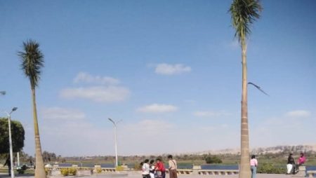 المنيا.. تجميل وتشجير كورنيش النيل بالنخيل الملكي والمساحات الخضراء |شاهد