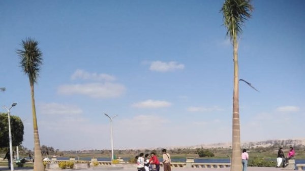 المنيا.. تجميل وتشجير كورنيش النيل بالنخيل الملكي والمساحات الخضراء |شاهد