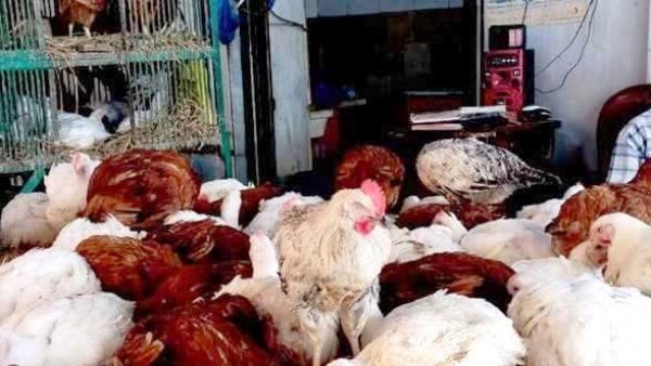 أسعار الدواجن في أسوان اليوم الخميس 29-1-2026