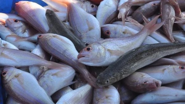 انخفاض في أسعار الأسماك الطازجة بأسواق الوادي الجديد
