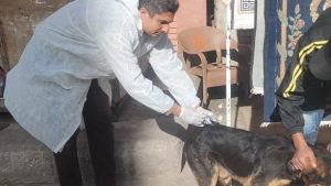 حملة لتعقيم وتطعيم الكلاب الضالة ضد السعار في البحيرة