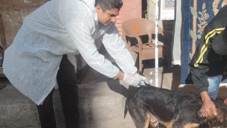 حملة لتعقيم وتطعيم الكلاب الضالة ضد السعار في البحيرة