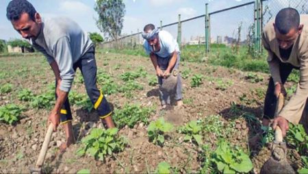 برلمانية: توجيهات وزير الزراعة تعكس حرص الدولة على دعم الفلاح وتشغيل المشروعات المتوقفة