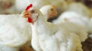 أسعار الدواجن والبيض بأسواق الوادي الجديد اليوم الجمعة