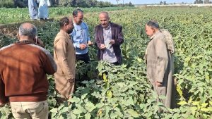 الزراعة تتحرك في 18 محافظة وتستعد لموسم القطن 2026