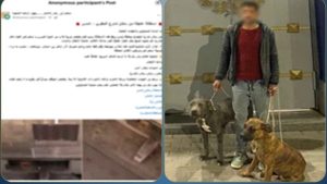 القبض على عنصر جنائي قتل قطة بواسطة كلبين في الإسكندرية