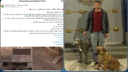 القبض على عنصر جنائي قتل قطة بواسطة كلبين في الإسكندرية
