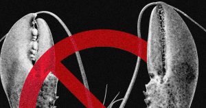 تقوم Meta وشركات التكنولوجيا الأخرى بحظر OpenClaw بسبب مخاوف تتعلق بالأمن السيبراني