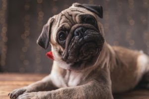 موظفتي تريد أن تأخذ إجازة حداد لكلبها الميت