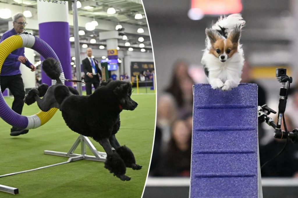 كيفية مشاهدة معرض Westminster Dog Show 2026 مباشرة مجانًا
