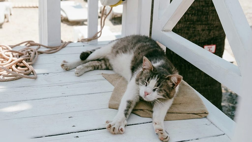 تسمح هذه الرحلة السكنية للركاب بالعيش على متن السفينة وإحضار أصدقائهم ذوي الفراء